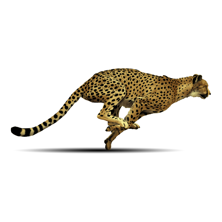 cheetah3187small-01